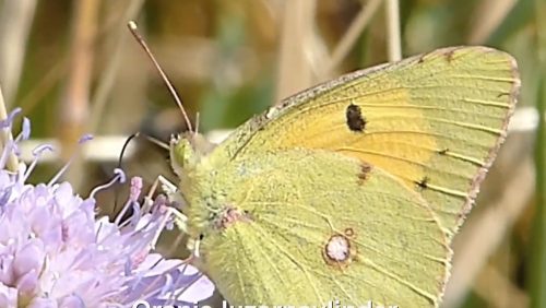 De-oranje-luzernevlinder-Vlinderrubriek-met-Hans-Melters