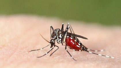 Tiger mosquito (Aedes albopictus) full of blood, an alien species spreading exotic diseases in Europe
