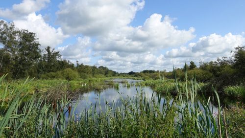 Deurnese-Peel-Marijke-Vaes-Schroen-Staatsbosbeheer Foto | Marijke Vaes-Schroen Staatsbosbeheer