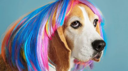 Dierendag hond Depositphotos serezniy