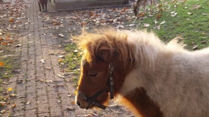 Dierenweide-West-verwelkomt-nieuwe-pony-Noortje Dierenweide-West-verwelkomt-nieuwe-pony-Noortje