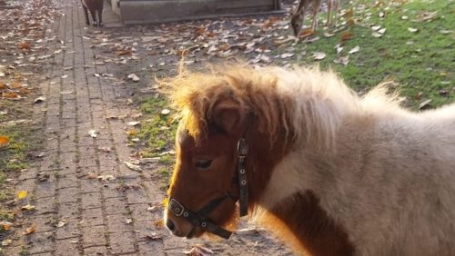 Dierenweide-West-verwelkomt-nieuwe-pony-Noortje Dierenweide-West-verwelkomt-nieuwe-pony-Noortje
