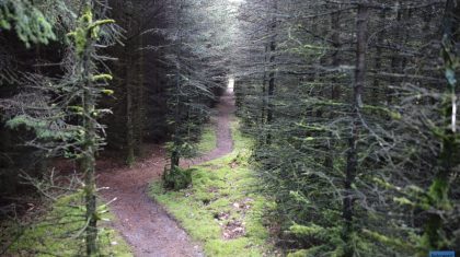 Dode-man-Wessemerdijk-Nederweert-4