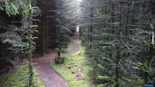 Dode-man-Wessemerdijk-Nederweert-4