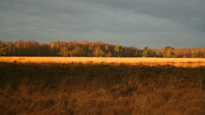 Eddy-van-Dijk-Peel-in-Beeld