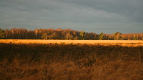 Eddy-van-Dijk-Peel-in-Beeld