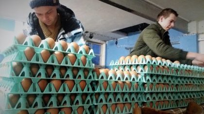 Eieren-verpakken_Passie-Van1V Eieren-verpakken_Passie-Van1V