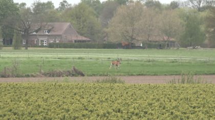 Eland-Antilope-op-snelweg-1