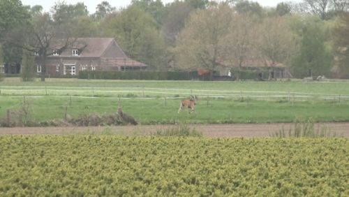 Eland-Antilope-op-snelweg-1