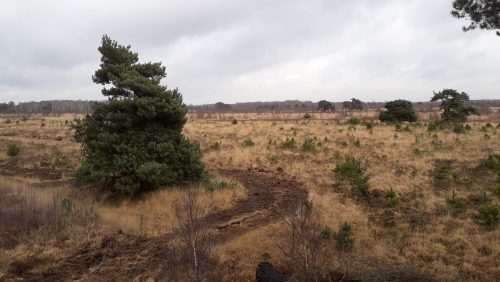 Enquete-over-beleving-de-Groote-Peel-van-start