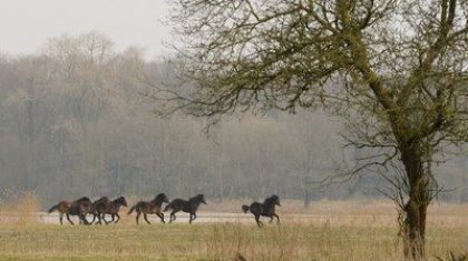Exmoorsponys-voor-Weerterbos