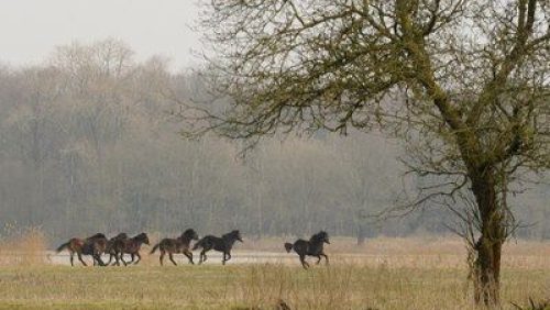 Exmoorsponys-voor-Weerterbos