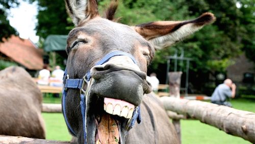 Rondom de optocht van Festeynder in Nederweert 2014 10 augustus