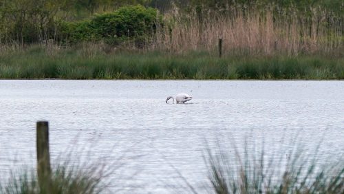 Flamingo-spotten-aan-de-Mussenbaan-in-Ospel-1
