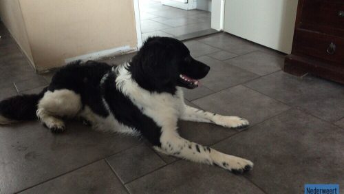 Friese-Stabij-gevonden-in-Nederweert