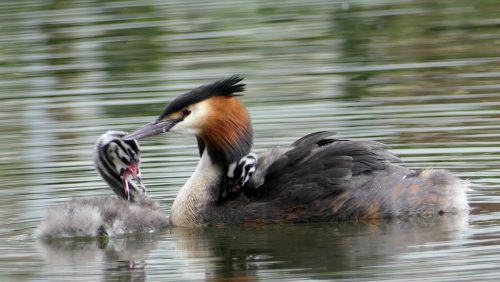 Fuut-met-jong_Marijke-Vaes-Staatsbosbeheer
