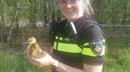 Ganzen-gered-snelweg-a2