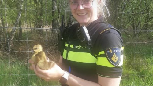 Ganzen-gered-snelweg-a2