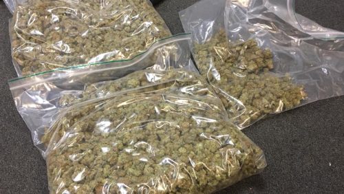 Gedroogde-henneptoppen-Weert