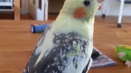 Gele-ValkParkiet-Nederweert1