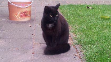 Gevonden-Zwarte-kater-Nederweert-e1401099506658