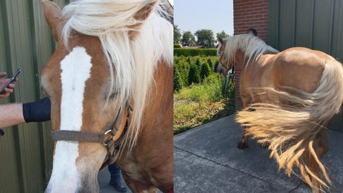 Gewonde-haflinger-Boeket-Nederweert3