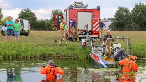 Gewonde-zwaan-Weert-Ringbaan-Noord-7