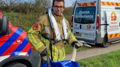 Gewonde-zwaan-in-kanaal-Wessem-Nederweert-4-1