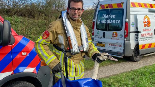 Gewonde-zwaan-in-kanaal-Wessem-Nederweert-4-1