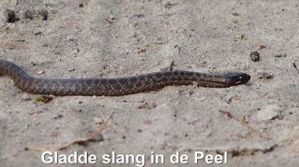 Gladde-slang-in-de-Peel