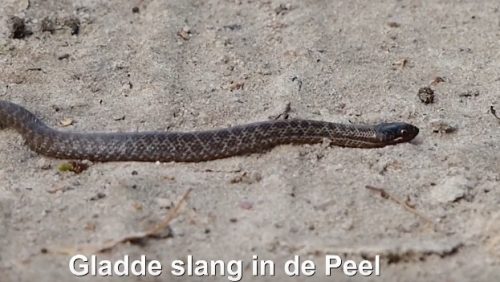 Gladde-slang-in-de-Peel
