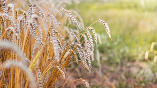 Foto | depositphotos.com - MVolodymyr