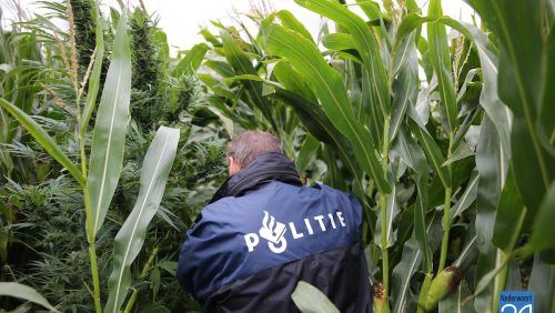 Groene-Goud-Dag-hennep-politie-Nederweert-5979