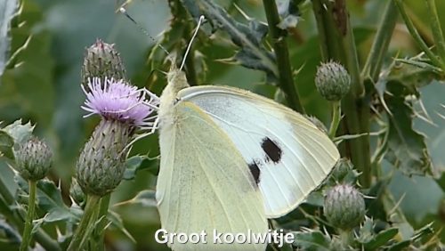 Groot-koolwitje-Vlinderrubriek-met-Hans-Melters