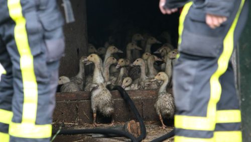 Brand in stal met eenden Stramproy