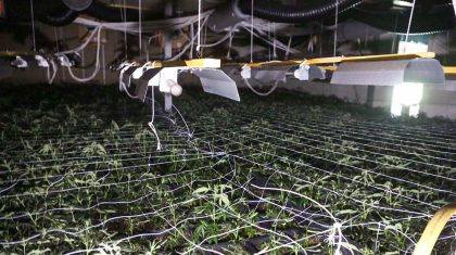 Grote-hennepkwekerij-Weert-5