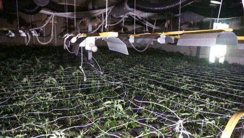 Grote-hennepkwekerij-Weert-5