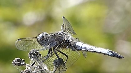 Hans-Melters-De-bruine-korenbout