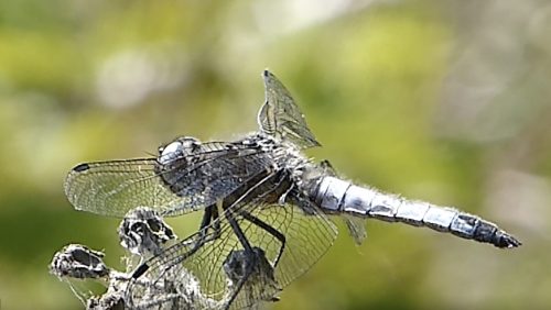 Hans-Melters-De-bruine-korenbout