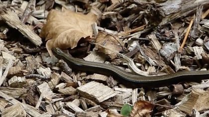 Hazelworm-Hans-Melters