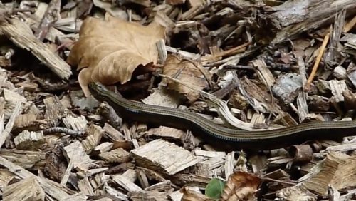 Hazelworm-Hans-Melters