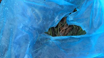 Hennepafval-Den-Akker-Nederweert-3