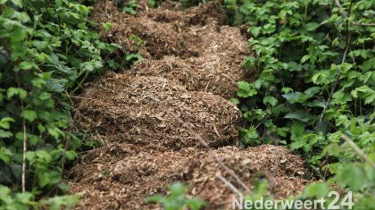 Hennepafval langs kanaal bij Schoorbrug