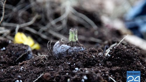 Hennepafval gedumpt Nederweert