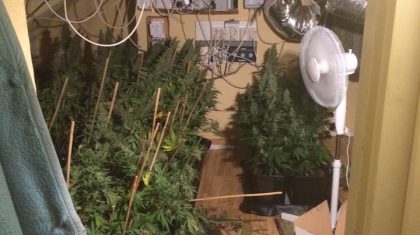 Hennepgeur-verraadt-hennepkwekerij