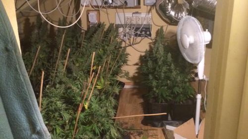 Hennepgeur-verraadt-hennepkwekerij