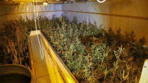 Hennepkwekerij-De-Noord-Weert-5