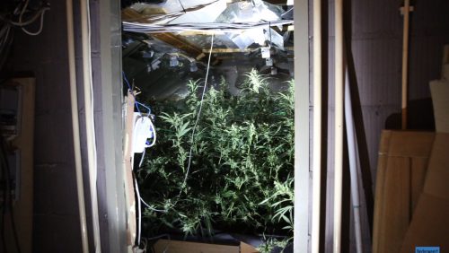 Hennepkwekerij-Eikenstraat