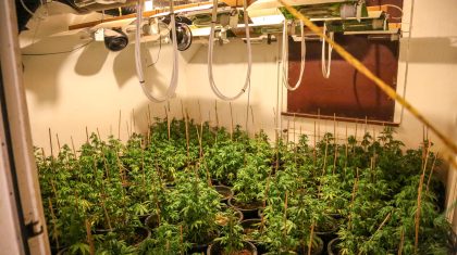 Hennepkwekerij-Hoebensstraat-Nederweert-5