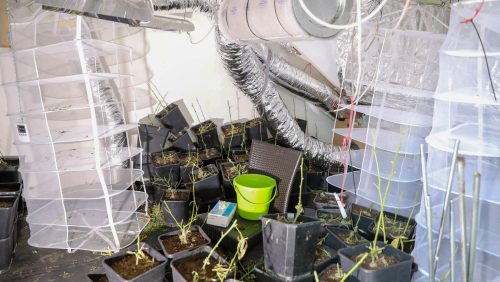 Hennepkwekerij-Kinsbergenstraat-Weert-7